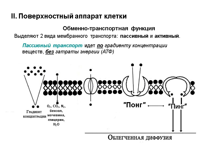 II. Поверхностный аппарат клетки Обменно-транспортная функция Выделяют 2 вида мембранного транспорта: пассивный и активный.